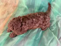 Male Mini Goldendoodle 2281, a male Miniature Goldendoodle for sale in Joice, IA – Photo 10 of 10