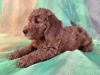 Male Mini Goldendoodle 2281, a male Miniature Goldendoodle for sale in Joice, IA – Photo 3 of 10