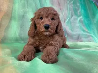 Male Mini Goldendoodle 2281, a male Miniature Goldendoodle for sale in Joice, IA – Photo 1 of 10