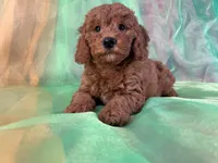 Male Mini Goldendoodle 2281, a male Miniature Goldendoodle for sale in Joice, IA – Photo 7 of 10