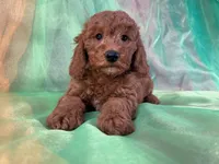 Male Mini Goldendoodle 2281, a male Miniature Goldendoodle for sale in Joice, IA – Photo 2 of 10