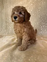 Male Mini Goldendoodle 2300, a male Miniature Goldendoodle for sale in Joice, IA – 7 of 10