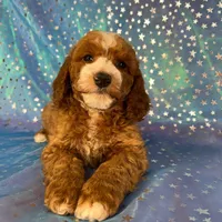Male Cockapoo 2259, a male Cockapoo for sale in Joice, IA – Photo 2 of 10