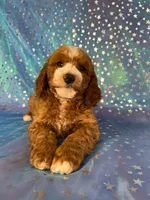 Male Cockapoo 2259, a male Cockapoo for sale in Joice, IA – Photo 2 of 10