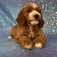 Male Cockapoo 2259, a male Cockapoo for sale in Joice, IA – Photo 8 of 10