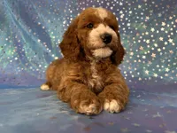 Male Cockapoo 2259, a male Cockapoo for sale in Joice, IA – Photo 8 of 10