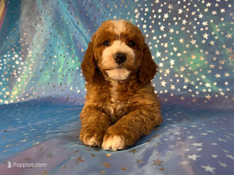 Male Cockapoo 2259, a male Cockapoo for sale in Joice, IA – Photo 1 of 10