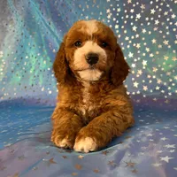 Male Cockapoo 2259, a male Cockapoo for sale in Joice, IA – Photo 1 of 10