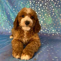 Male Cockapoo 2259, a male Cockapoo for sale in Joice, IA – Photo 5 of 10