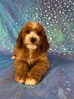 Male Cockapoo 2259, a male Cockapoo for sale in Joice, IA – Photo 5 of 10