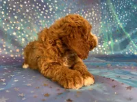 Male Cockapoo 2259, a male Cockapoo for sale in Joice, IA – Photo 6 of 10