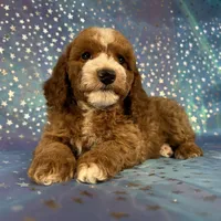 Male Cockapoo 2259, a male Cockapoo for sale in Joice, IA – Photo 7 of 10