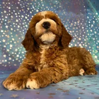 Male Cockapoo 2259, a male Cockapoo for sale in Joice, IA – Photo 3 of 10