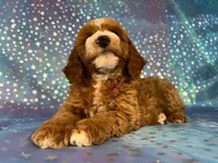 Male Cockapoo 2259, a male Cockapoo for sale in Joice, IA – Photo 3 of 10