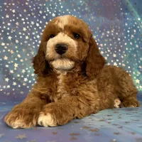 Male Cockapoo 2259, a male Cockapoo for sale in Joice, IA – Photo 10 of 10