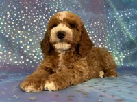 Male Cockapoo 2259, a male Cockapoo for sale in Joice, IA – Photo 10 of 10