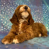 Male Cockapoo 2259, a male Cockapoo for sale in Joice, IA – Photo 4 of 10