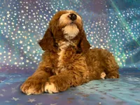 Male Cockapoo 2259, a male Cockapoo for sale in Joice, IA – Photo 4 of 10