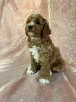 Male Bichon poo 2305, a male Cockapoo for sale in Joice, IA – 2 of 8