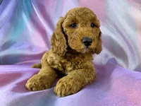 Male Male Mini Goldendoodle 2327, a male Miniature Goldendoodle for sale in Joice, IA – 3 of 10