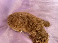 Female Cockapoo 2307, a female Cockapoo for sale in Joice, IA – 7 of 8