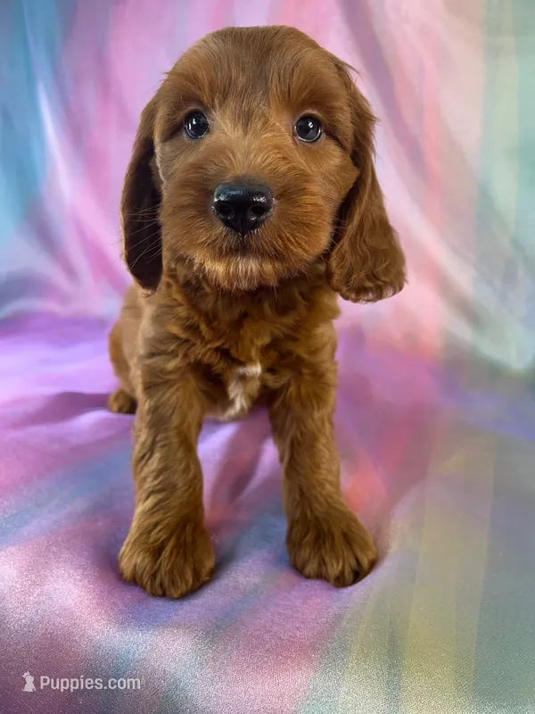 Male Mini Goldendoodle 2326  – Miniature Goldendoodle puppy for sale in Joice, IA