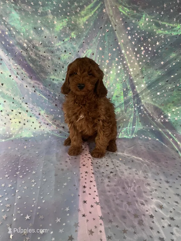 Male Mini goldendoodle 2229