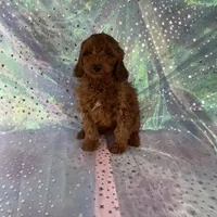 Male Mini goldendoodle 2229, a male Miniature Goldendoodle for sale in Joice, IA – Photo 1 of 2