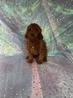 processed/9e52ed2b-da21-46fa-996b-ef8825d02374/listing/5ebfa10d-064c-4456-9a36-5b8025b9517e/88e45d04-f406-4bca-94cc-9eb04a122ed8