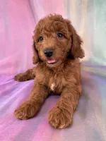 Female Mini Goldendoodle 2329, a female Miniature Goldendoodle for sale in Joice, IA – 10 of 10