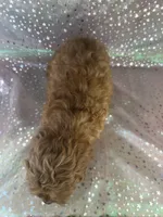 Female Cockapoo 1, a female Miniature Goldendoodle for sale in Joice, IA – 2 of 6