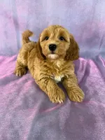Female Bichon poo 2356, a female Bichpoo for sale in Joice, IA – 9 of 10