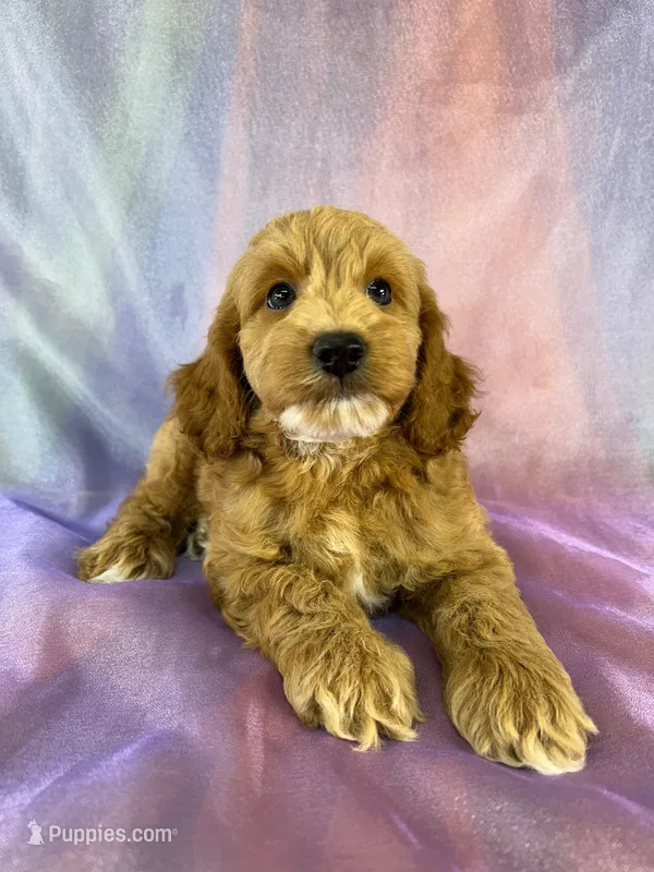 Male Cockapoo – Cockapoo puppy for sale in Joice, IA
