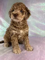 Female mini Goldendoodle 2318, a female Miniature Goldendoodle for sale in Joice, IA – 7 of 10