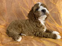 Male Cockapoo 2391, a male Cockapoo for sale in Joice, IA – 2 of 10
