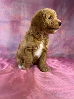 Male Bichon Poodle 2336 , a male Bichpoo for sale in Joice, IA – 7 of 8