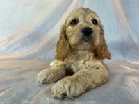 Male Cockapoo 2298, a male Cockapoo for sale in Joice, IA – 3 of 9