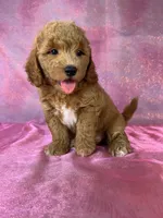 Male Bichon poodle 2335, a male Bichpoo for sale in Joice, IA – 3 of 10