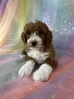 Male Bichon Poo 2324, a male Bichpoo for sale in Joice, IA – 8 of 10