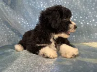 Male Schnoodle 2347, a male Schnoodle for sale in Joice, IA – 5 of 9