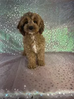 Female Cockapoo 1, a female Miniature Goldendoodle for sale in Joice, IA – 5 of 6