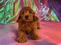 Female Mini Goldendoodle 2343, a female Miniature Goldendoodle for sale in Joice, IA – 6 of 9