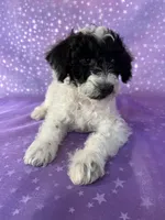 Male Schnoodle 2296, a male Schnoodle for sale in Joice, IA – 7 of 7