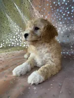 Male poodle 2383, a male Poodle - Miniature  for sale in Joice, IA – 4 of 9