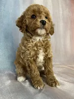 Female Bichon Poo 2400, a male Schnoodle for sale in Joice, IA – 5 of 10