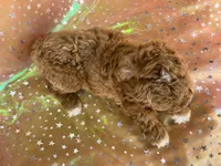 Male Cockapo 2392, a male Cockapoo for sale in Joice, IA – 4 of 10