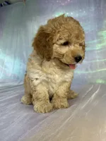 Female mini Goldendoodle 2317 , a female Miniature Goldendoodle for sale in Joice, IA – 6 of 10