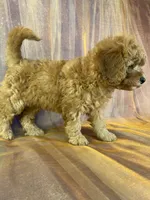 Female Mini Goldendoodle 2294, a female Miniature Goldendoodle for sale in Joice, IA – 8 of 10