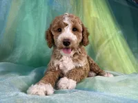 Male Bichon Poo 2333, a male Bichpoo for sale in Joice, IA – 9 of 10