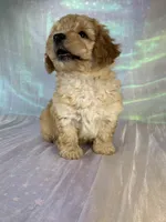 Female mini Goldendoodle 2317 , a female Miniature Goldendoodle for sale in Joice, IA – 2 of 10
